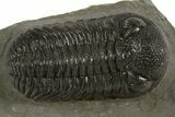 Morocops Trilobite - Ofaten, Morocco #310256-1